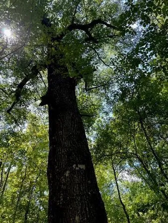 $69,950 | 0 Donnie Price Road, Deville, LA 71328