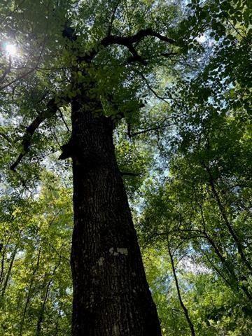 0 Donnie Price Road Deville, LA 71328 - Photo 4 of 8