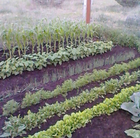 7343 North Sawtooth Cv Road Vernal, UT 84078 - Photo 43 of 64 Garden space (last year photo)
