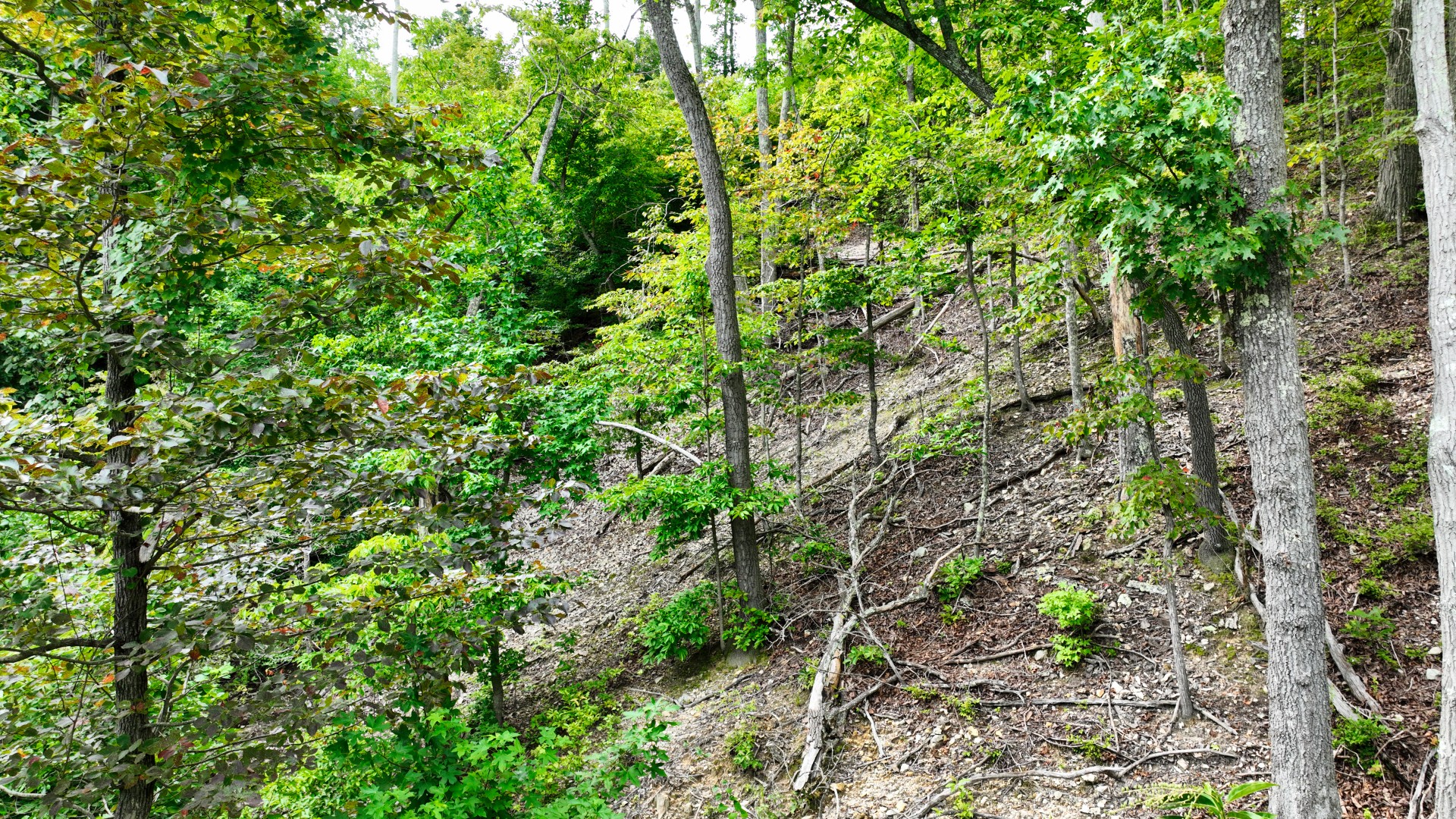 58 Ridge Top Road Stewart, TN 37175 - Photo 10 of 19 Gallery Image 10