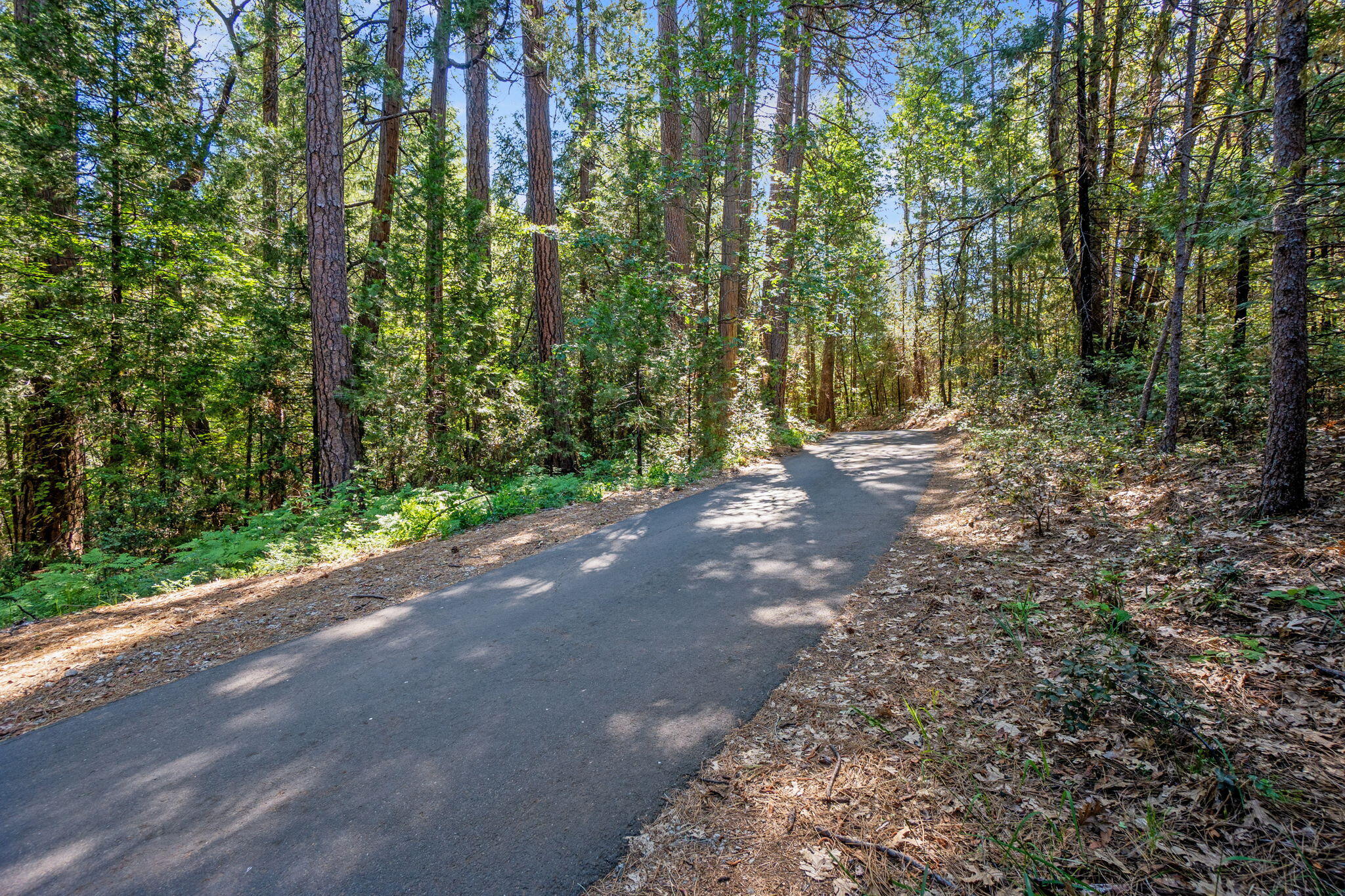 30303 Oak Run To Fern Road Whitmore, CA 96096 - Photo 56 of 75 a view of a forest with trees