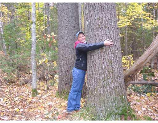 2 Dawes Hill Road Harrison, ME 04040 - Photo 1 of 8 Other. Nicely wooded building site -...