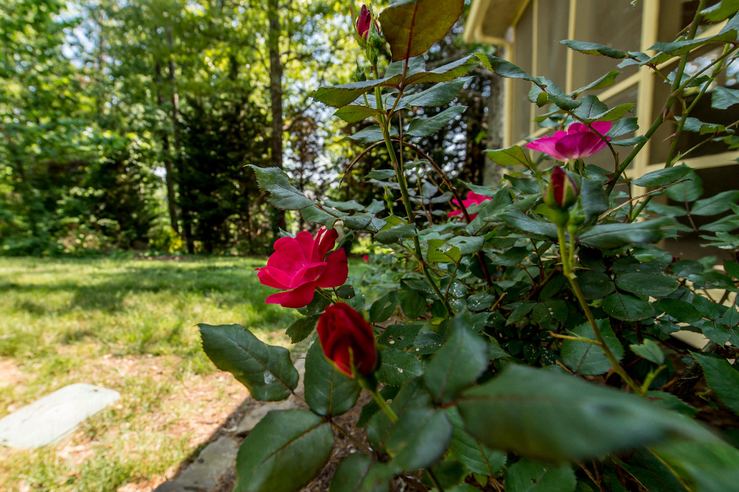 648 Tree Ridge Road Knoxville, TN 37922 - Photo 32 of 35 outside screen porch