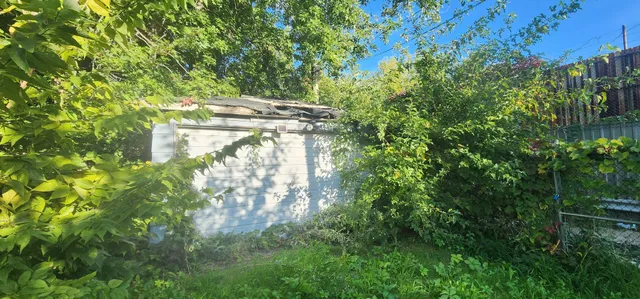 a close up of a plant in a garden