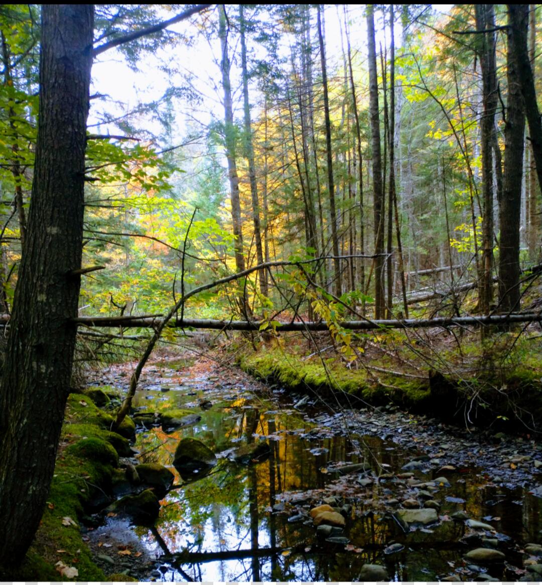463 Clover Mill Road Farmington, ME 04938 - Photo 4 of 29 Stream