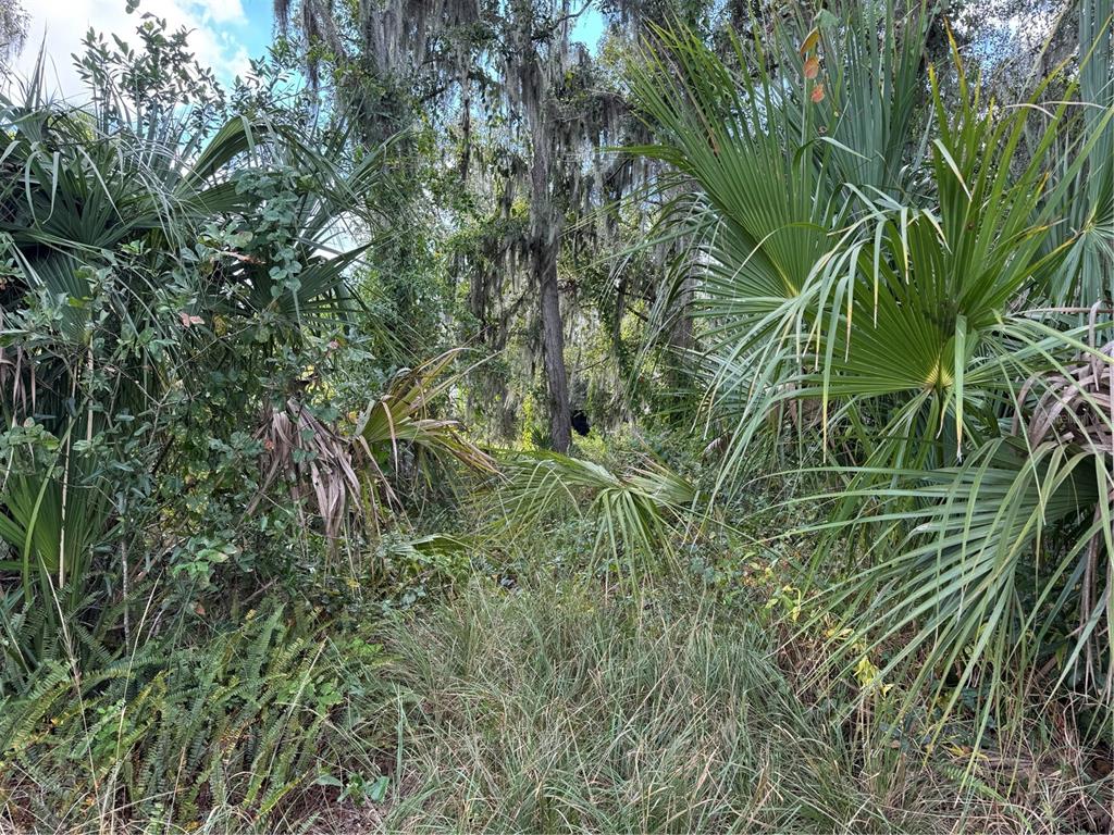 3721 Porter Road Lithia, FL 33547 - Photo 7 of 10 a view of a plant in a garden