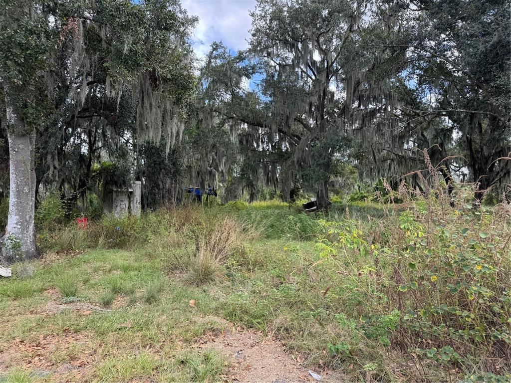 3721 Porter Road Lithia, FL 33547 - Photo 10 of 10 a big yard with lots of green space and deers