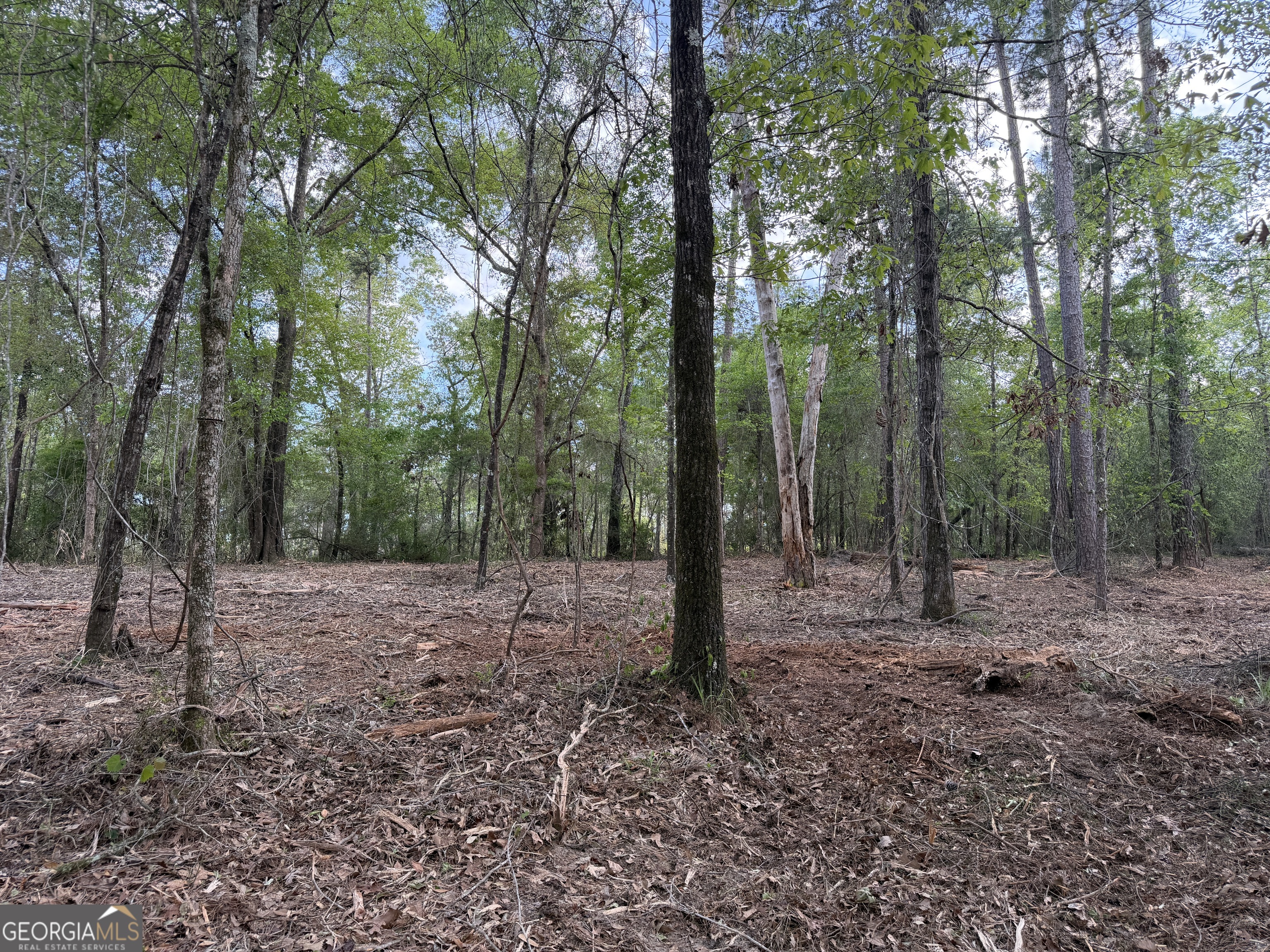 0 Booster Club Road Bainbridge, GA 39819 - Photo 3 of 5 a view of a forest with trees in the background