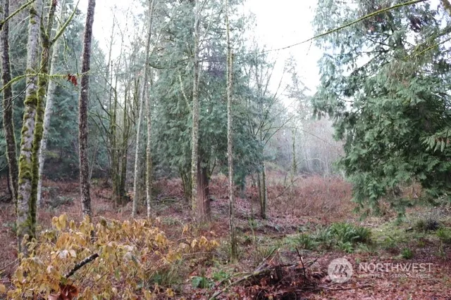 a view of a forest with trees