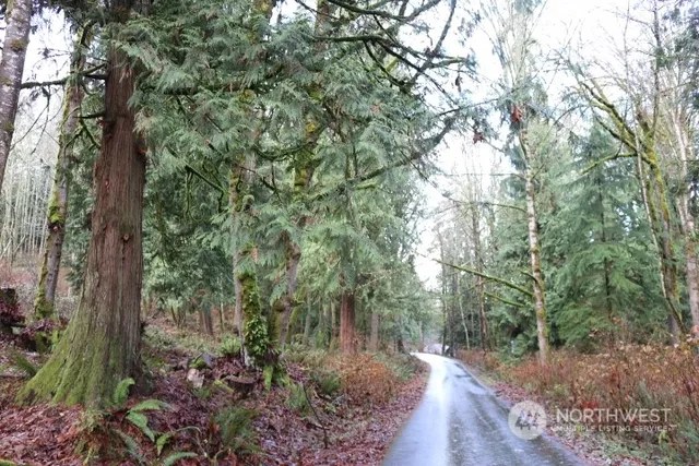 a view of a forest filled with trees