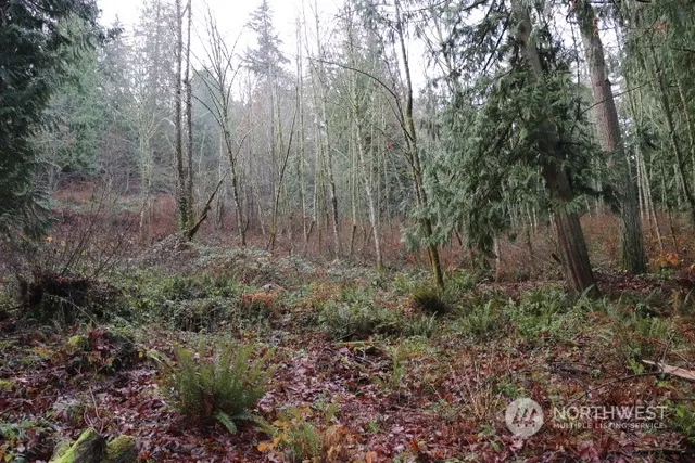 a view of a forest with trees