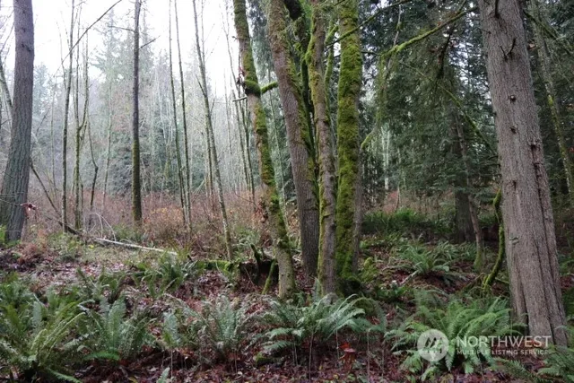 a view of a garden with large trees