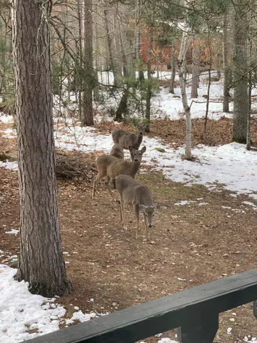 $275,000 | 3715 Deer Lodge Drive, Danbury, WI 54830