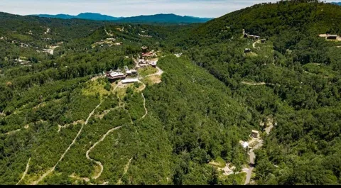 a view of a lush green forest with a mountain