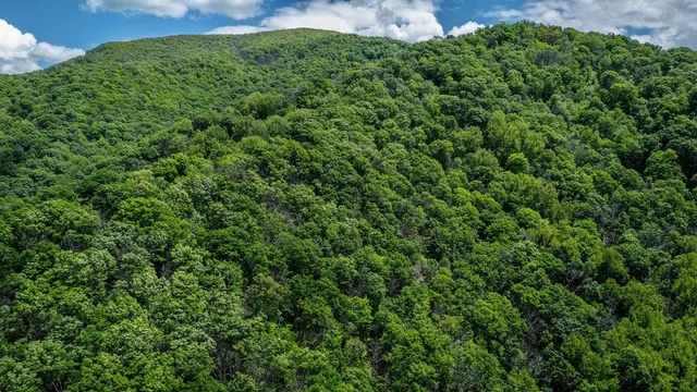 a view of a lush green space