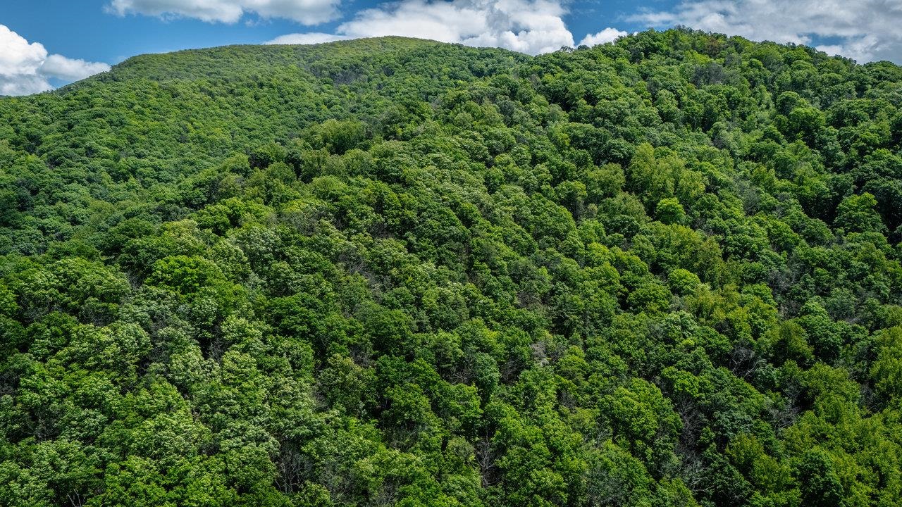 0 Helms Road Stanley, VA 22851 - Photo 12 of 14 a view of a lush green space
