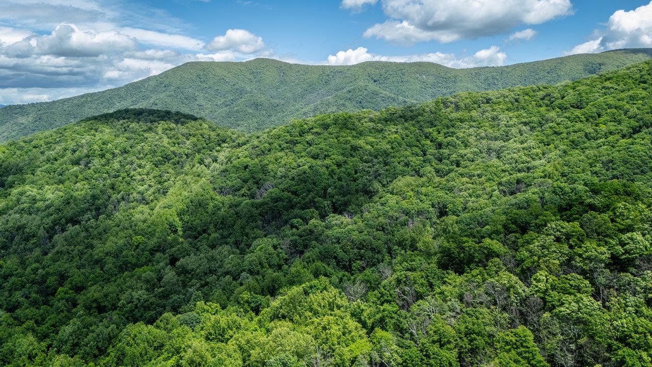 0 Helms Road Stanley, VA 22851 - Photo 13 of 14 a view of a lush green forest