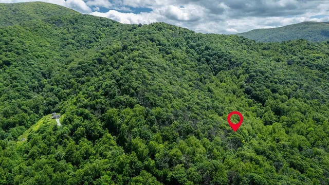 a view of a tree in a yard