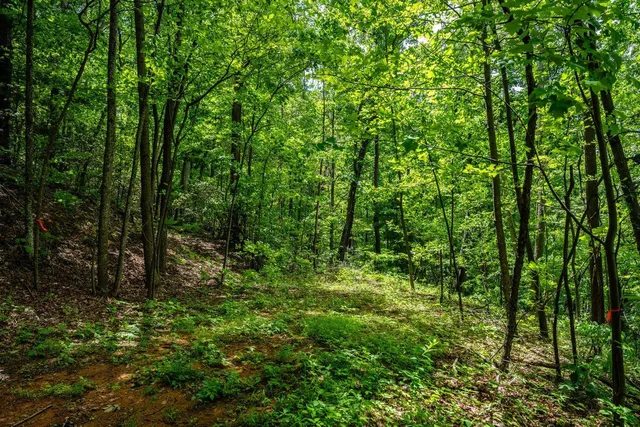 a view of a lush green forest