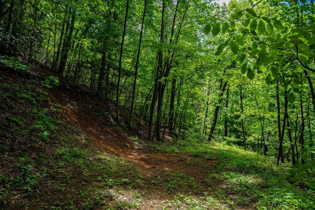 0 Helms Road Stanley, VA 22851 - Photo 5 of 14 a view of outdoor space and green space