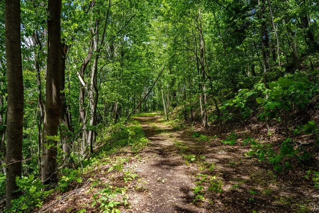 a view of a forest with trees in the background