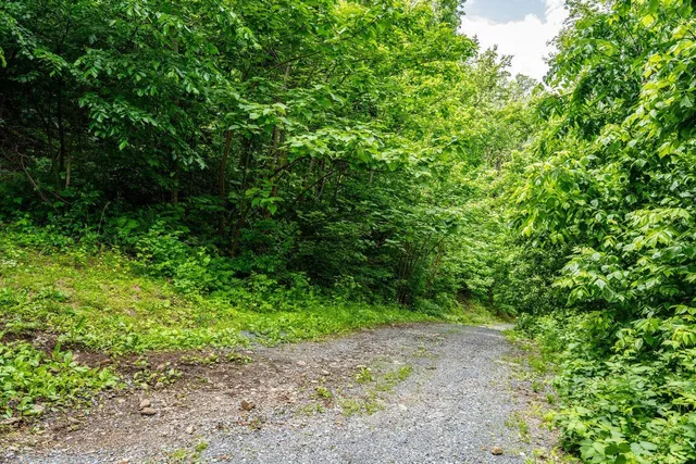 a view of a yard with plants and a tree