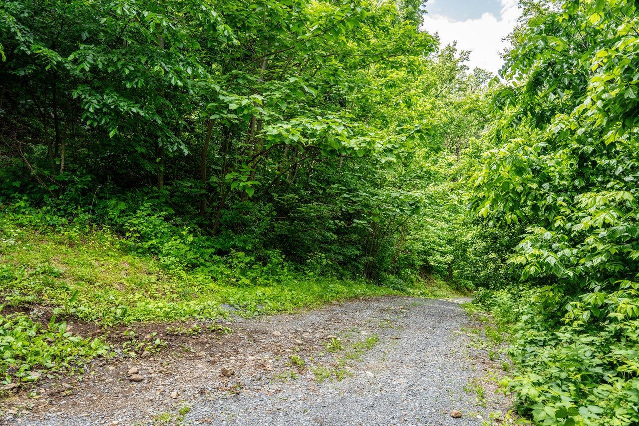 0 Helms Road Stanley, VA 22851 - Photo 8 of 14 a view of a yard with plants and a tree