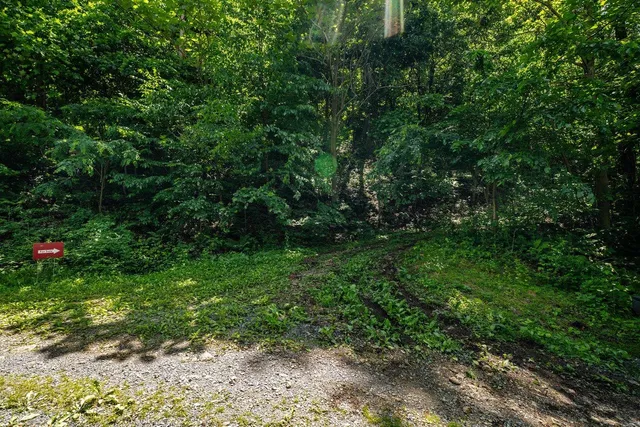 a view of a lush green forest