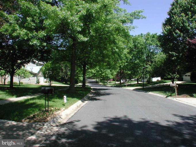 Tree lined quiet street