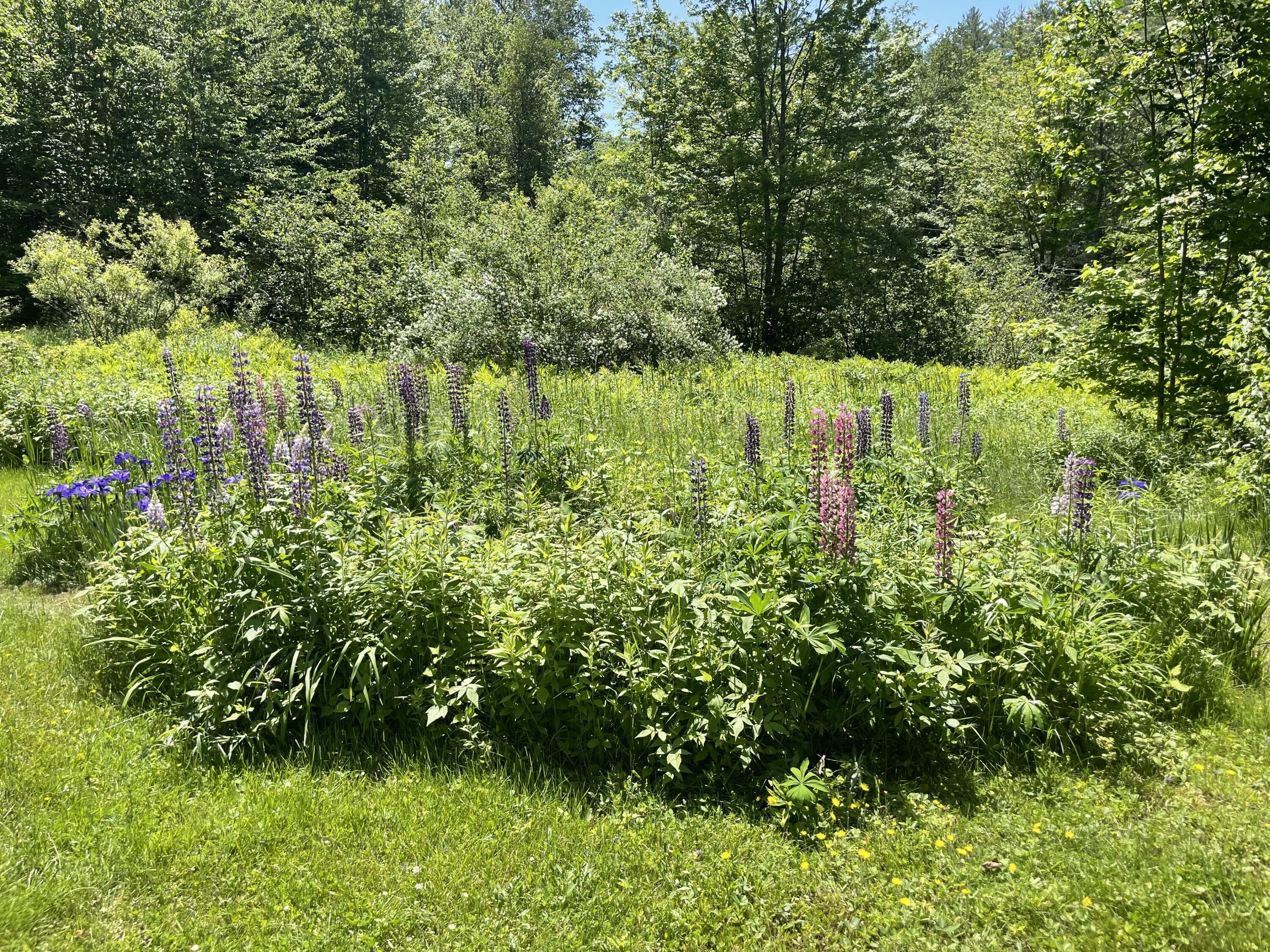 78 Coburn Brook Road Rumford, ME 04276 - Photo 69 of 69 IMG_0416