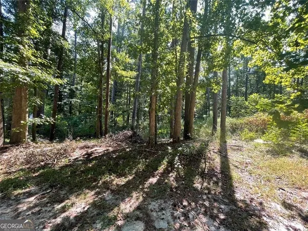 a view of a forest filled with trees