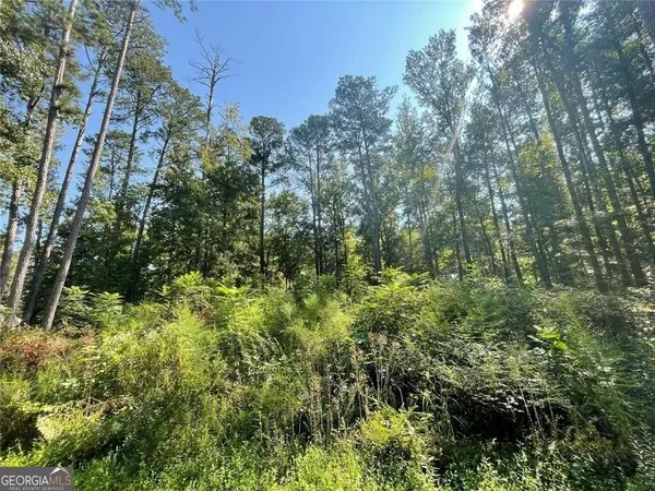 a view of a lush green forest