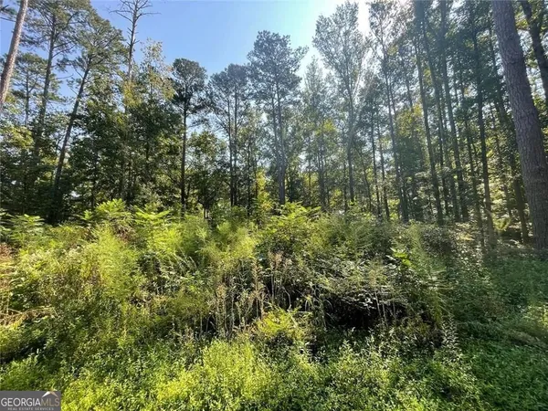 a view of a lush green forest with large trees