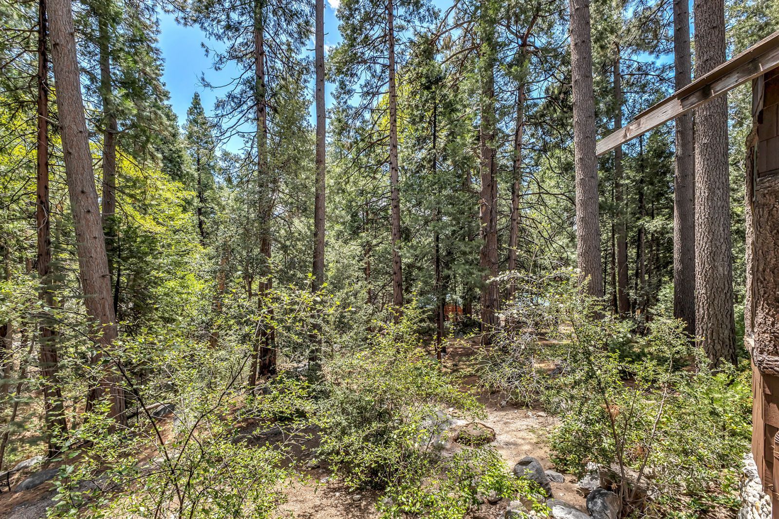 25100 Indian Rock Road Idyllwild, CA 92549 - Photo 64 of 75 a view of a forest from balcony