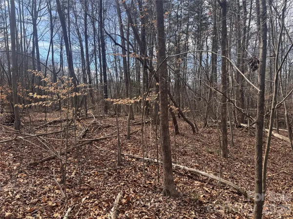 a view of a forest