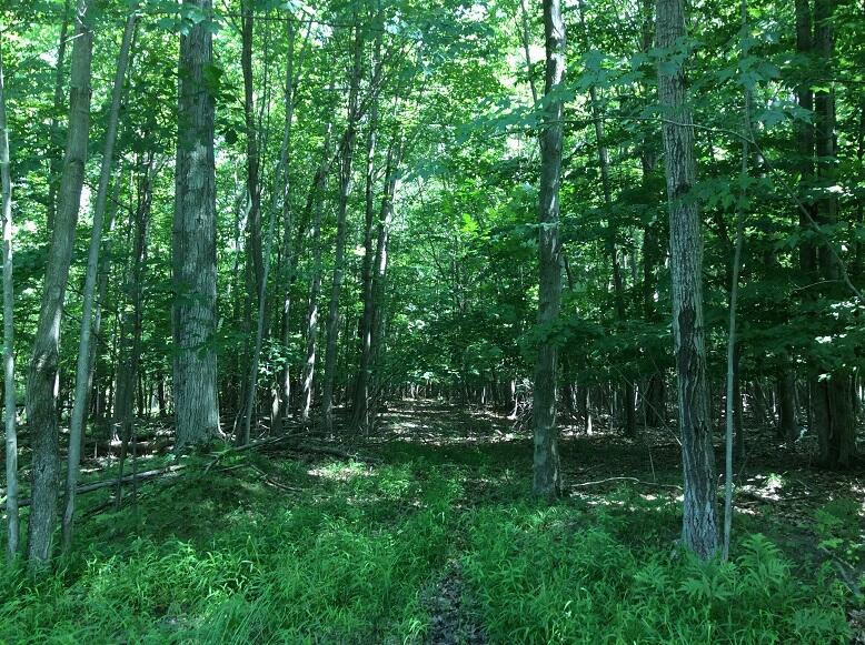 3800 South Castor Road Breckenridge, MI 48615 - Photo 17 of 34 DEMWP_4621