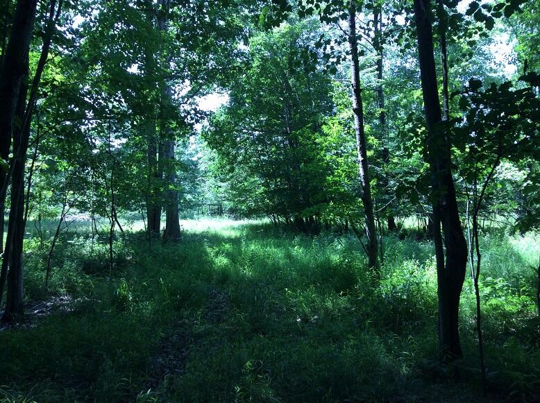 3800 South Castor Road Breckenridge, MI 48615 - Photo 18 of 34 DEMWP_4622