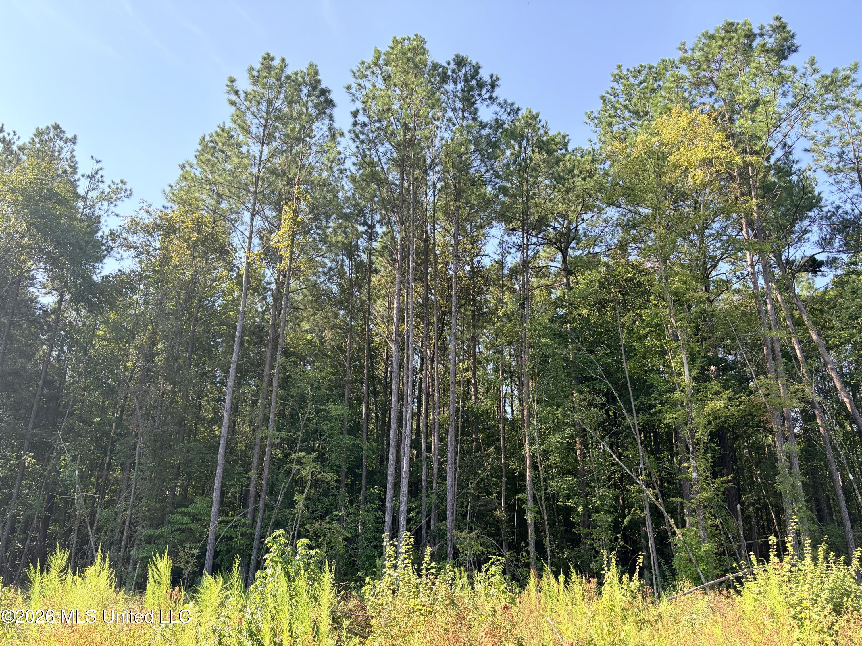 Terry Road Kosciusko, MS 39090 - Photo 14 of 17 IMG_1570