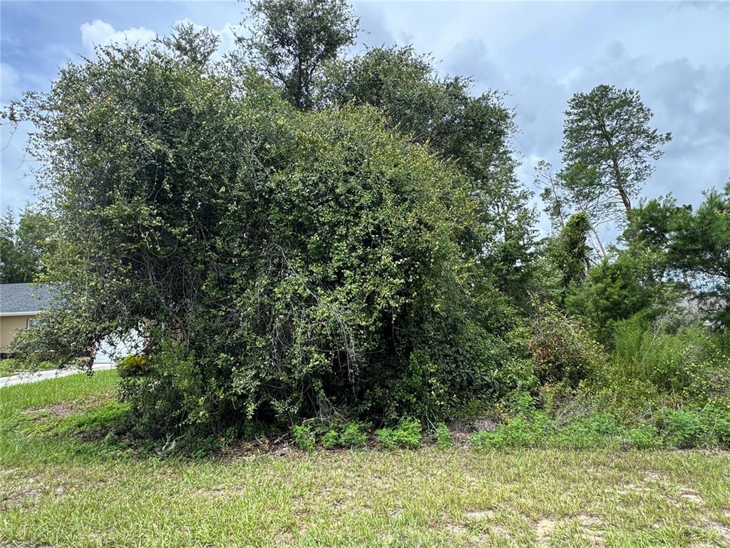146 Southwest Sw Loop Ocala, FL 34473 - Photo 3 of 5 a view of a lush green forest