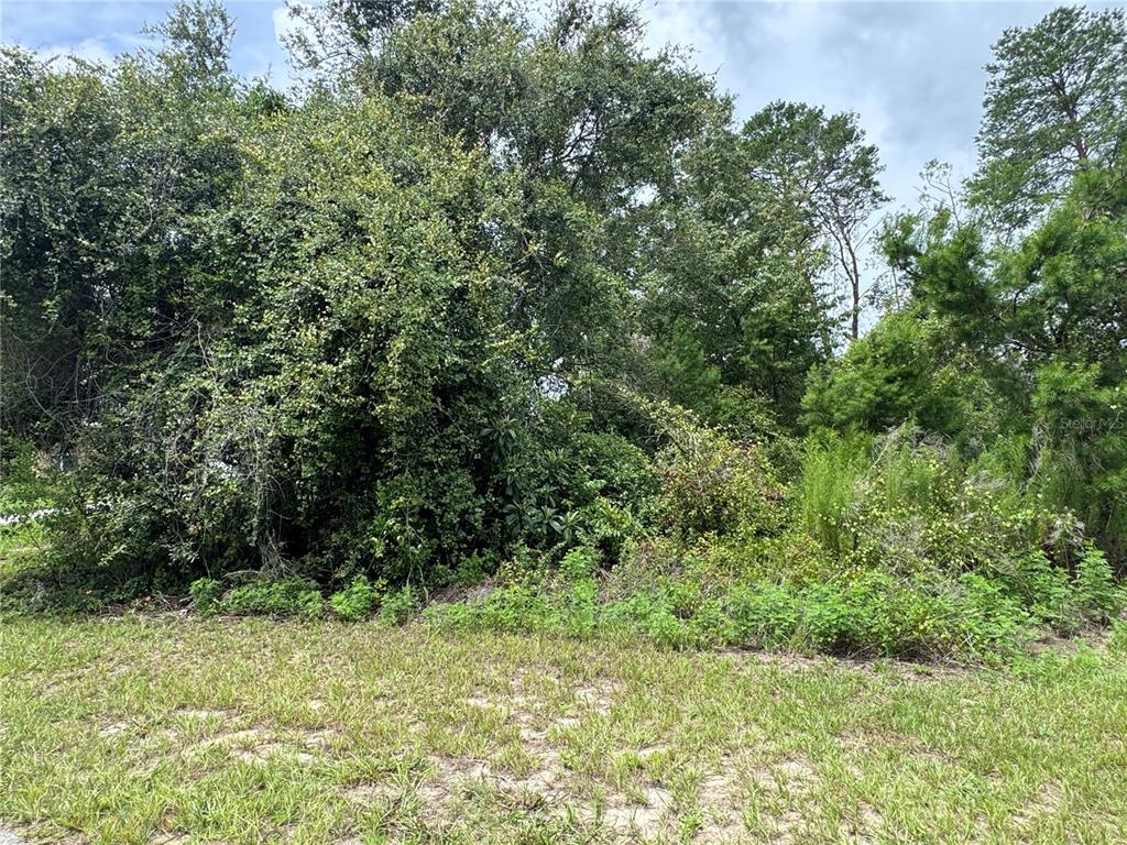 146 Southwest Sw Loop Ocala, FL 34473 - Photo 4 of 5 a view of a yard with plants and a small tree