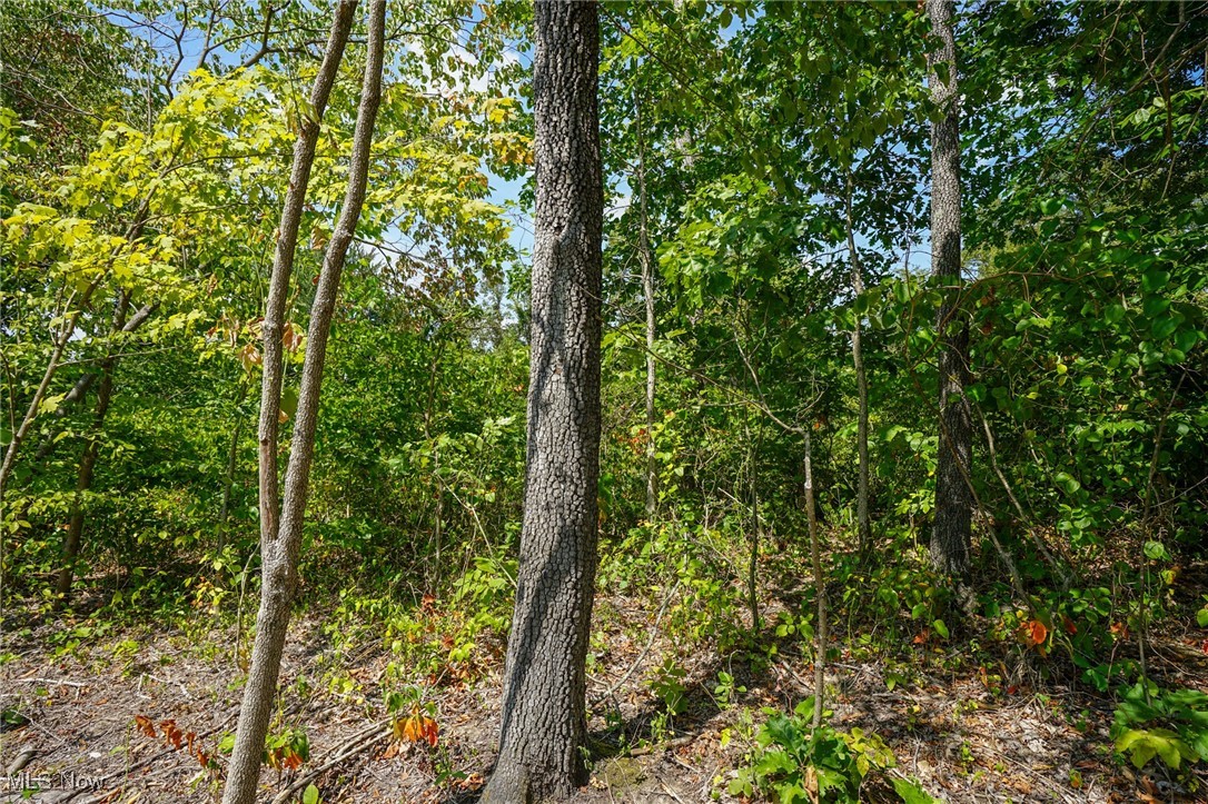 Blackfork Road Oak Hill, OH 45656 - Photo 16 of 24 View of local wilderness