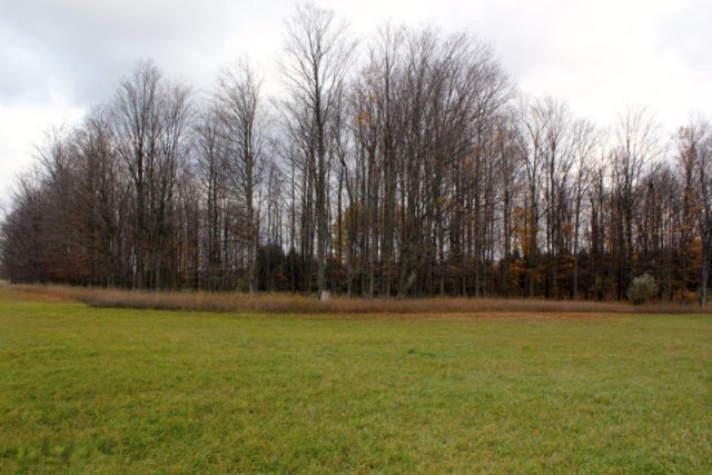 1630 East 14 Road Manton, MI 49663 - Photo 6 of 25 IMG_1139