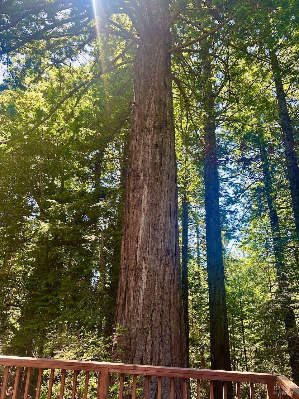 33182 Frog Pond Road Little River, CA 95456 - Photo 11 of 14 a view of forest