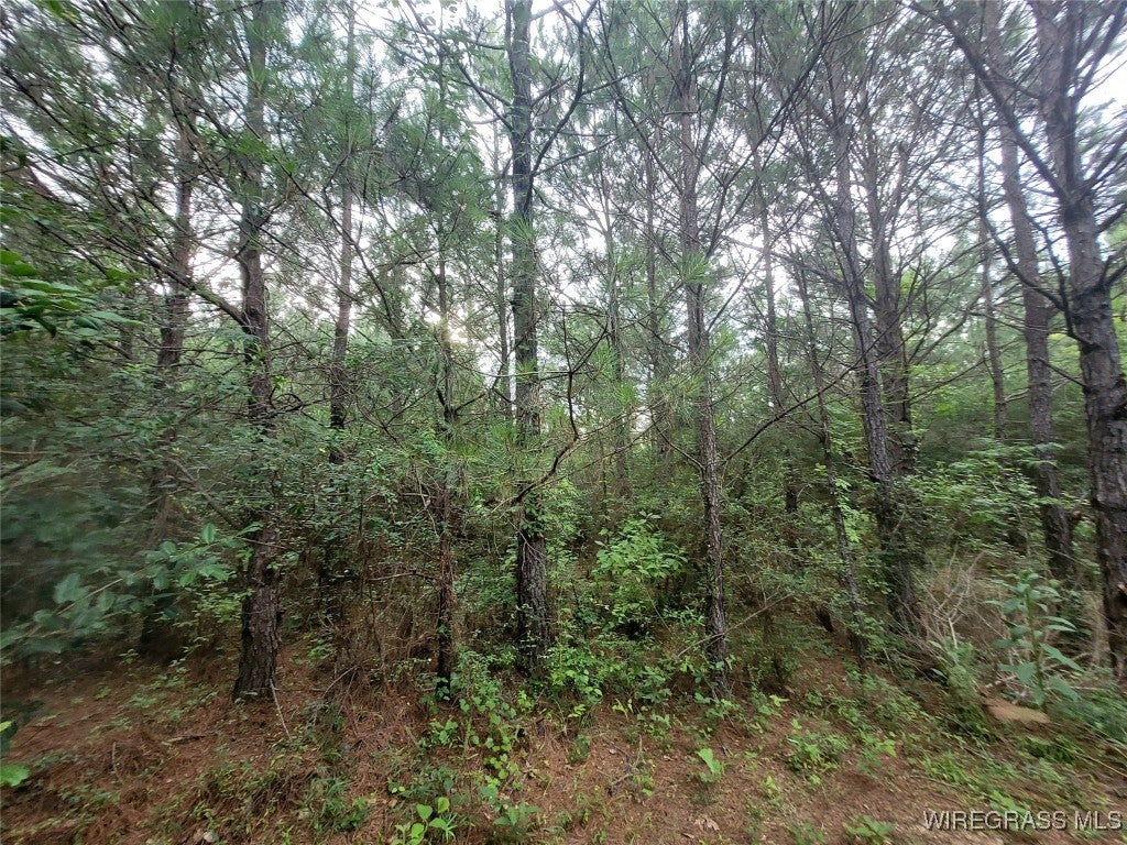 3270 Joe Reeves Road Castleberry, AL 36432 - Photo 48 of 51 Gallery Image 48