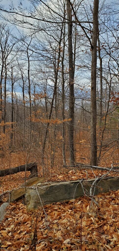 Tbd Tory Hill Road Phillips, ME 04966 - Photo 3 of 5 20201203_121542