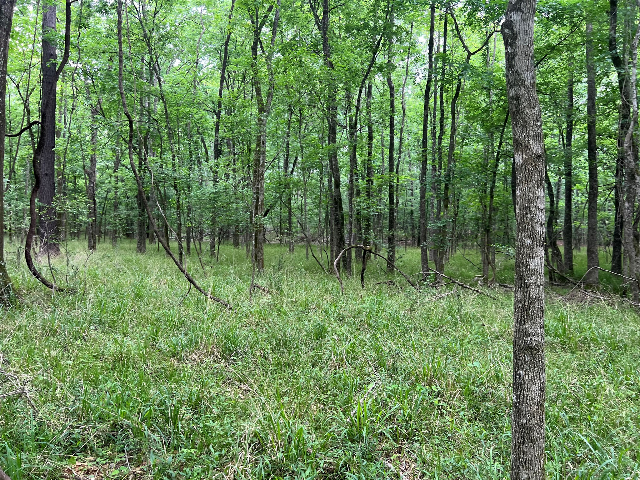 0 Wilderness Road Point Blank, TX 77364 - Photo 16 of 16 a view of a lush green forest