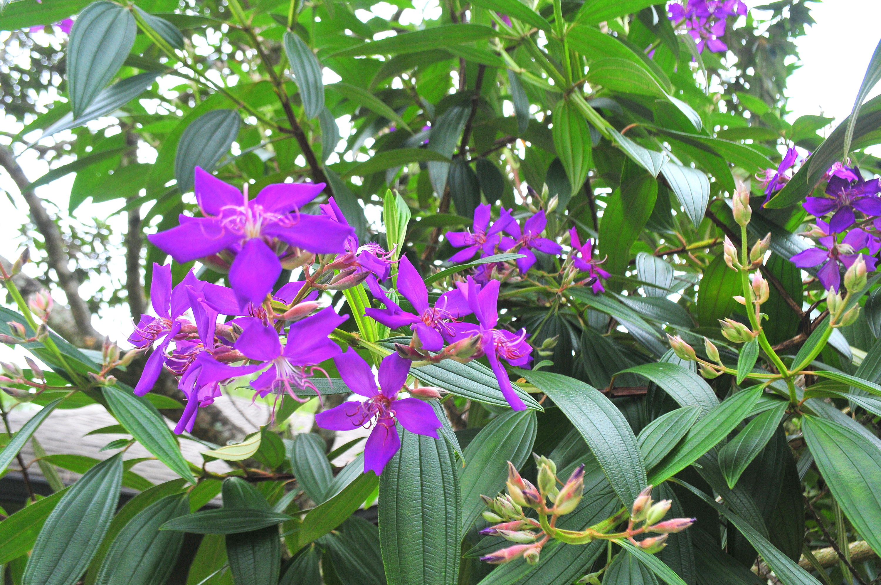 10409 Trailwood Circle Jupiter, FL 33478 - Photo 33 of 43 Jacaranda