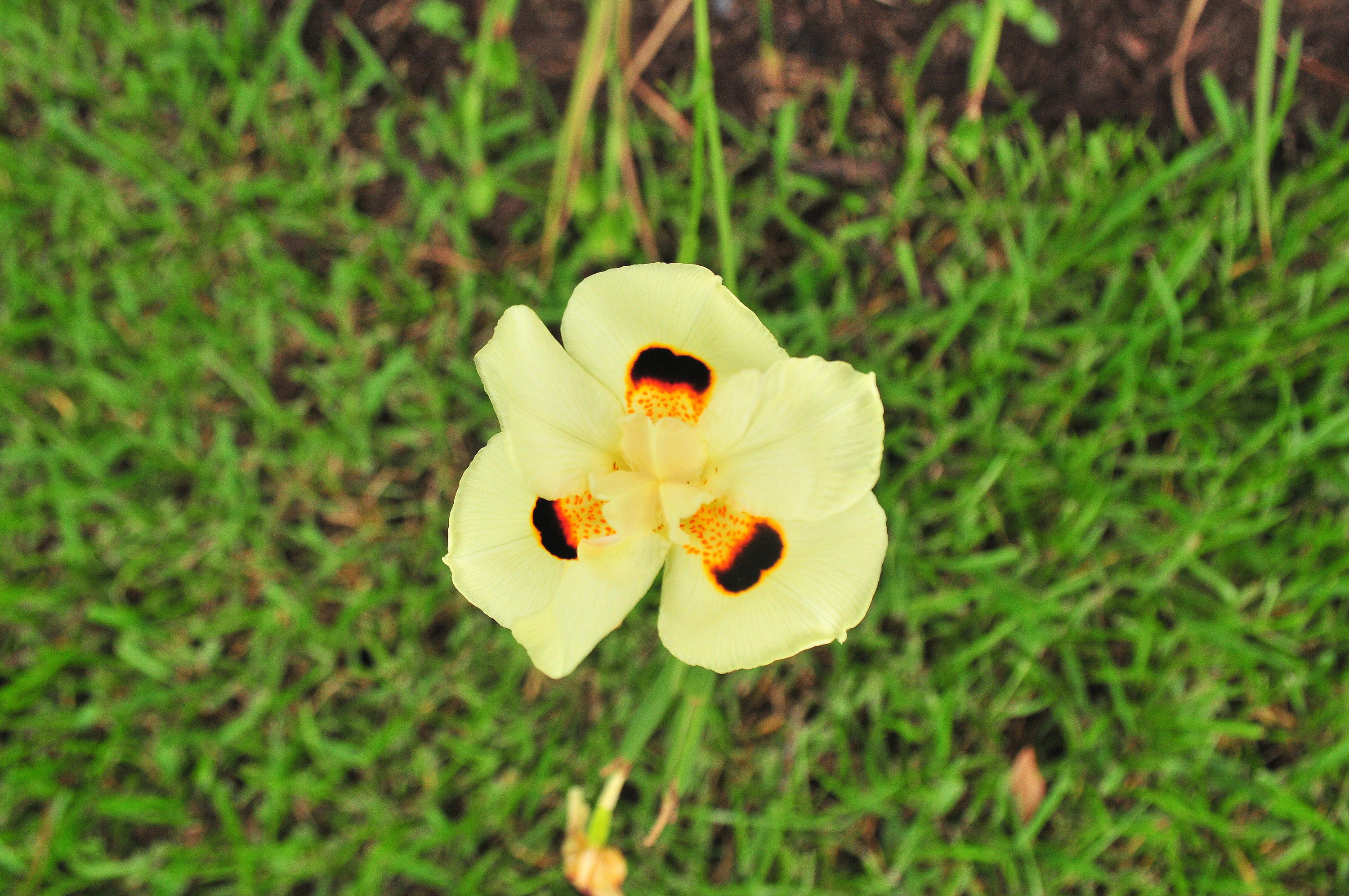 10409 Trailwood Circle Jupiter, FL 33478 - Photo 34 of 43 Iris3