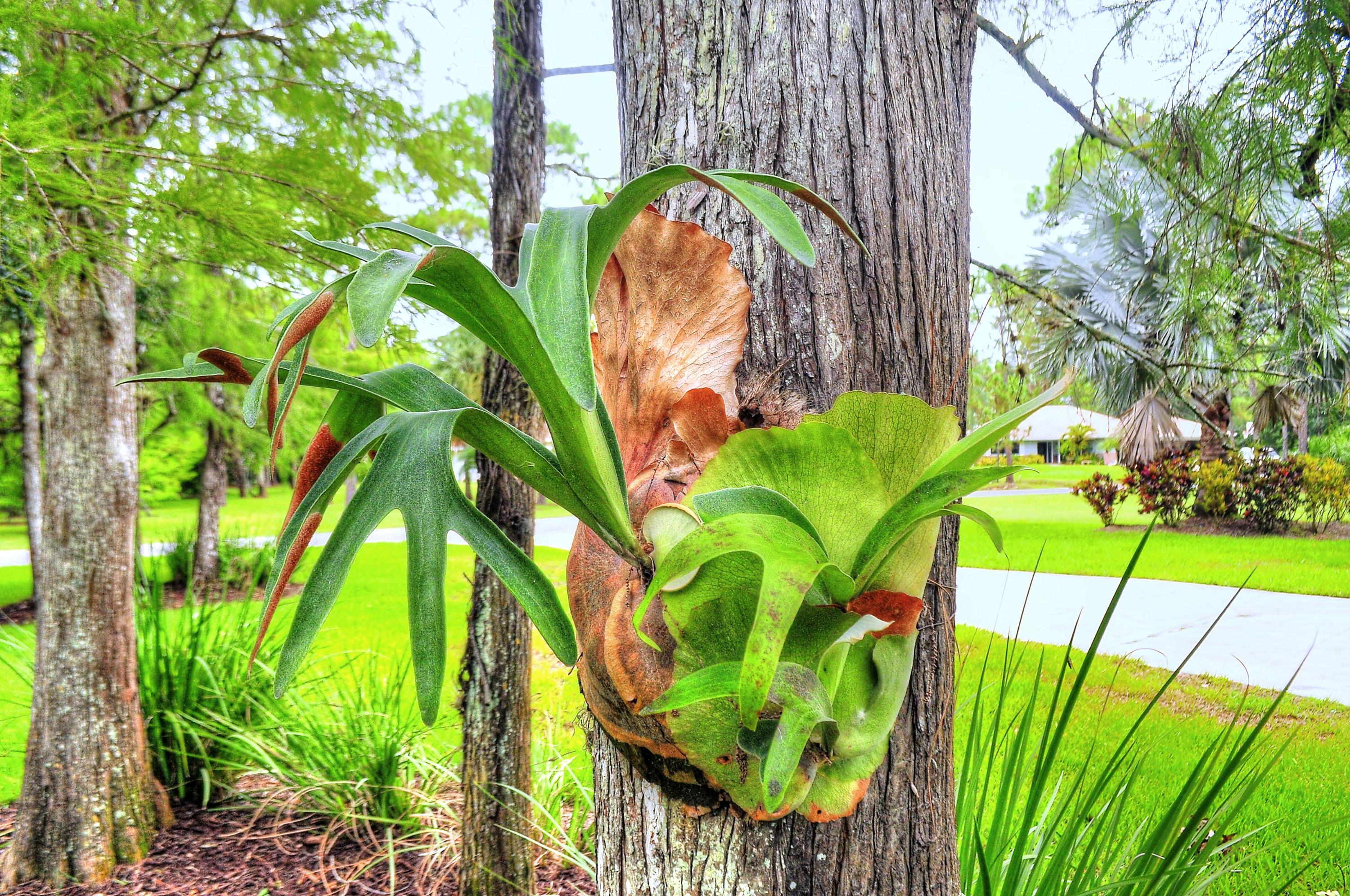 10409 Trailwood Circle Jupiter, FL 33478 - Photo 35 of 43 Staghorn-Fern