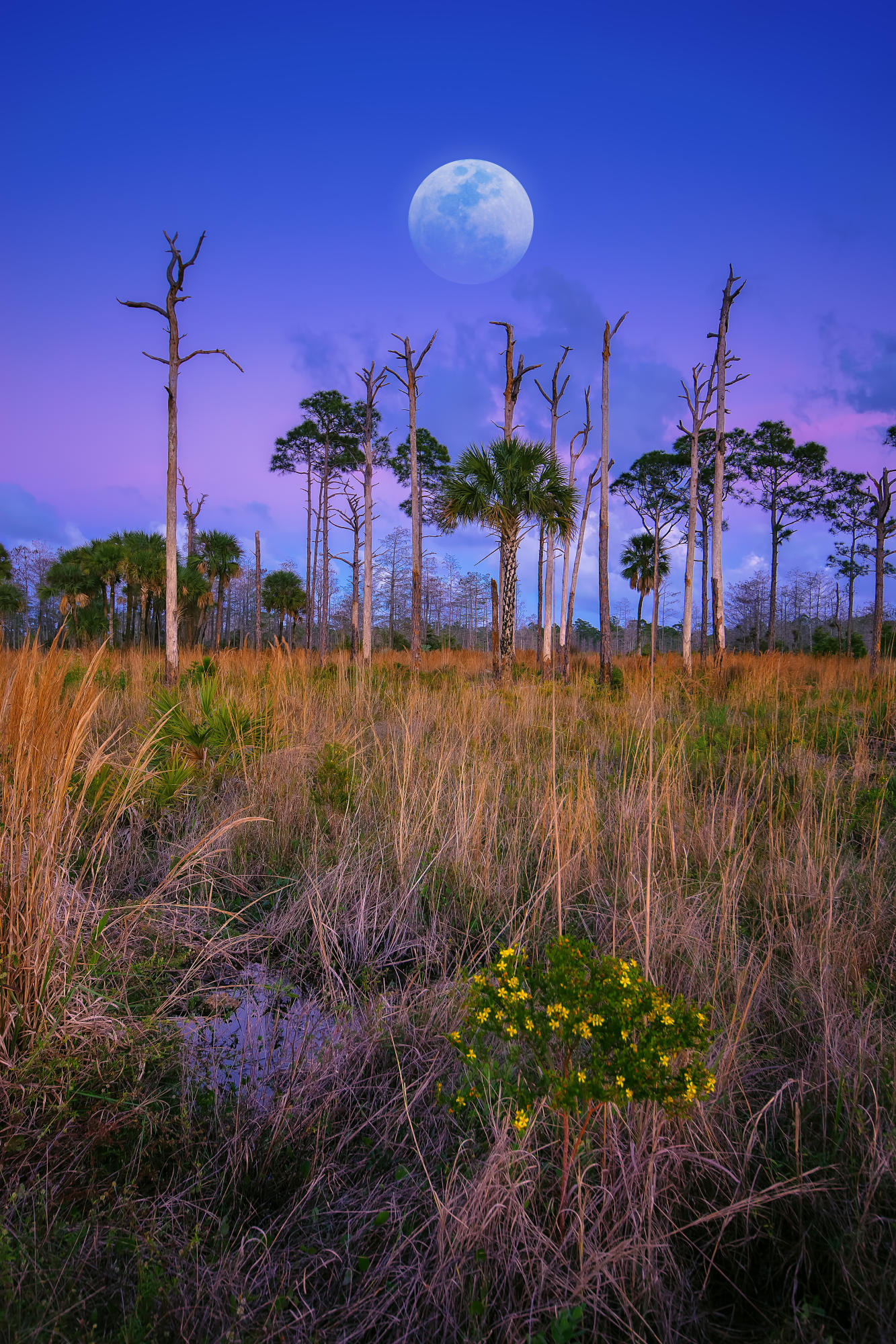10409 Trailwood Circle Jupiter, FL 33478 - Photo 43 of 43 Moon-Over-Preserve